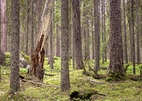 森林资产产权问题