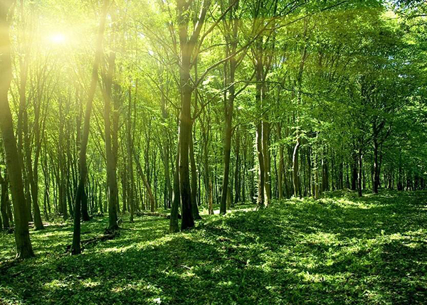 森林碳储量价值评估