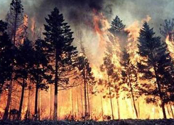森林灾害（森火、森虫、森病）及人为因素资源受损价值评定