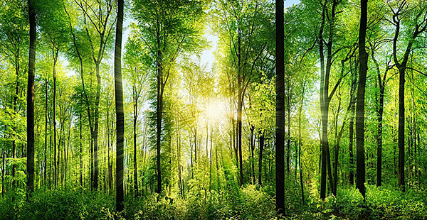 森林资源评估咨询