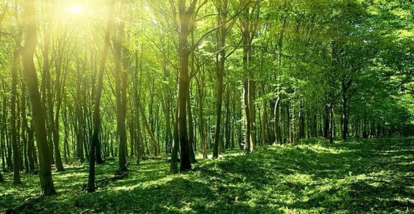 森林资源评估咨询