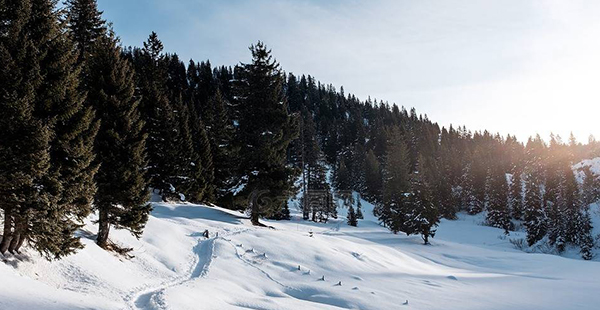 森林资源评估咨询 森林资源评估咨询