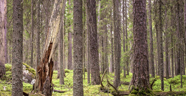 森林资源评估咨询