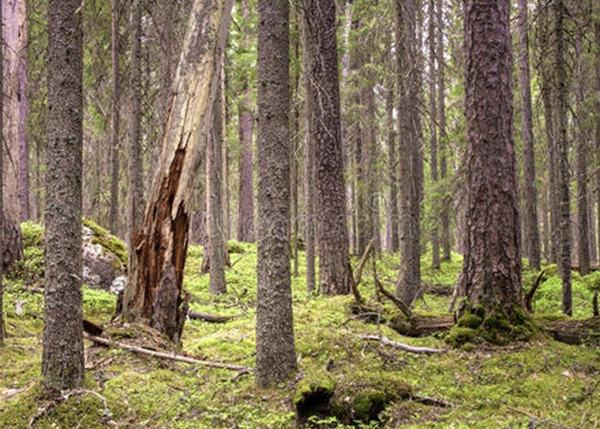 大连森林资产产权问题