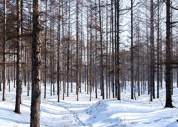 鞍山森林认证咨询