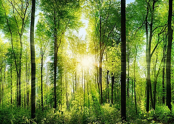 森林保险保额咨询、评估
