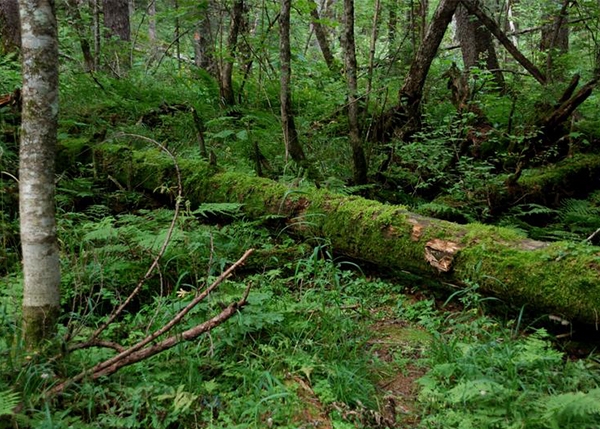 丹东经济林价值评估