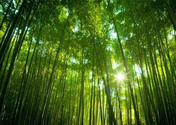葫芦岛公益林林木、林地价值评估