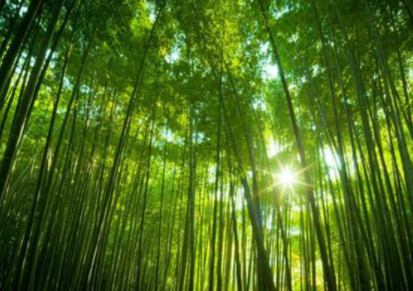 森林资源 森林资源